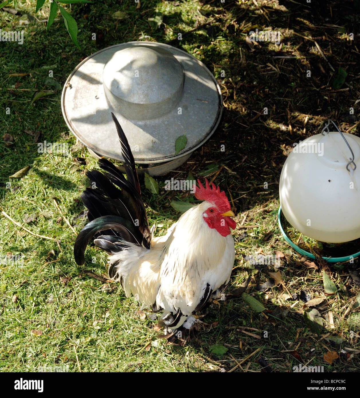 Bantam cockerel hi-res stock photography and images - Alamy