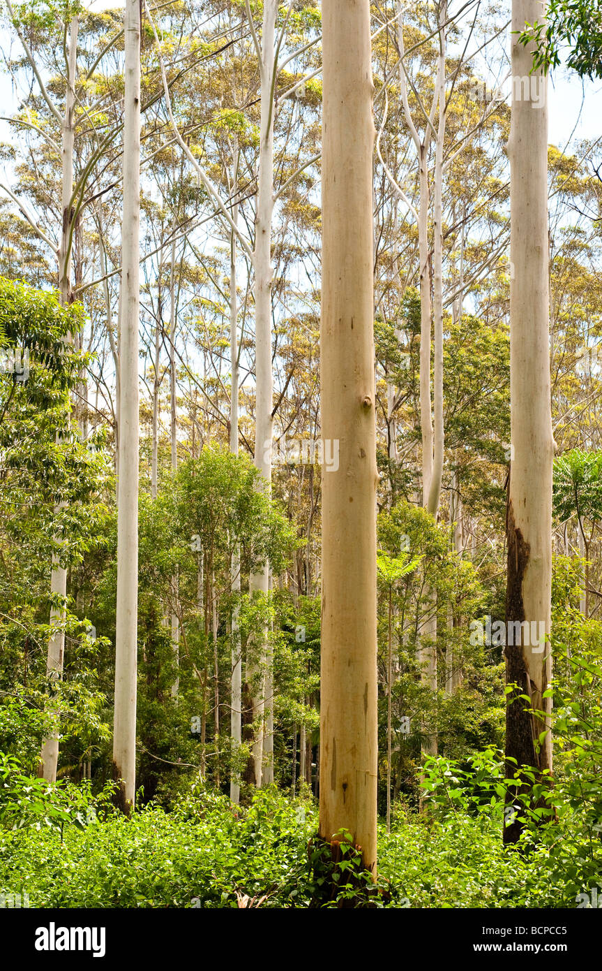 Australia forest gum trees hires stock photography and images Alamy