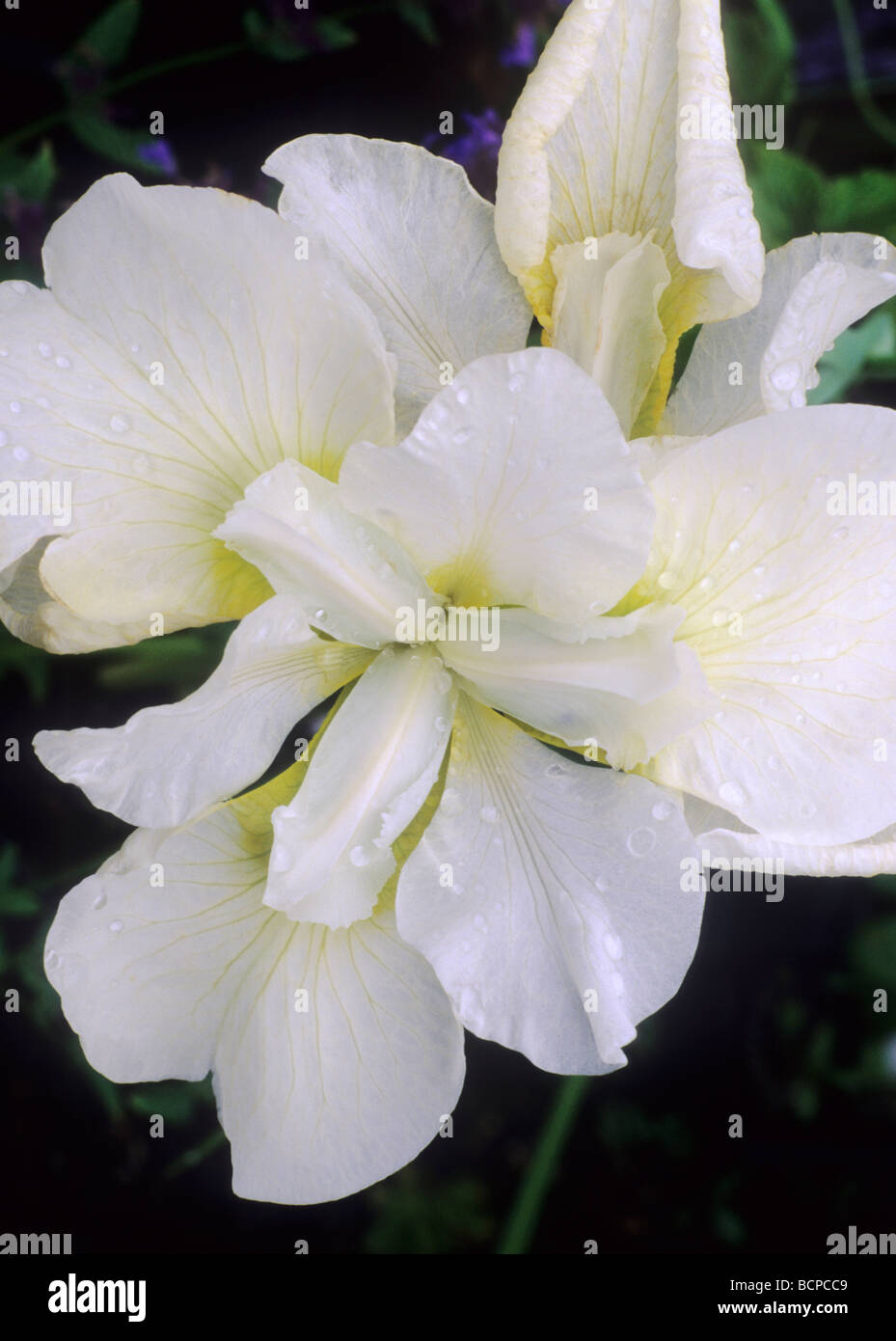 Iris sanguinea 'Snow Queen' syn. Iris sibirica 'Snow Queen', white flower flowers garden plant plants Stock Photo