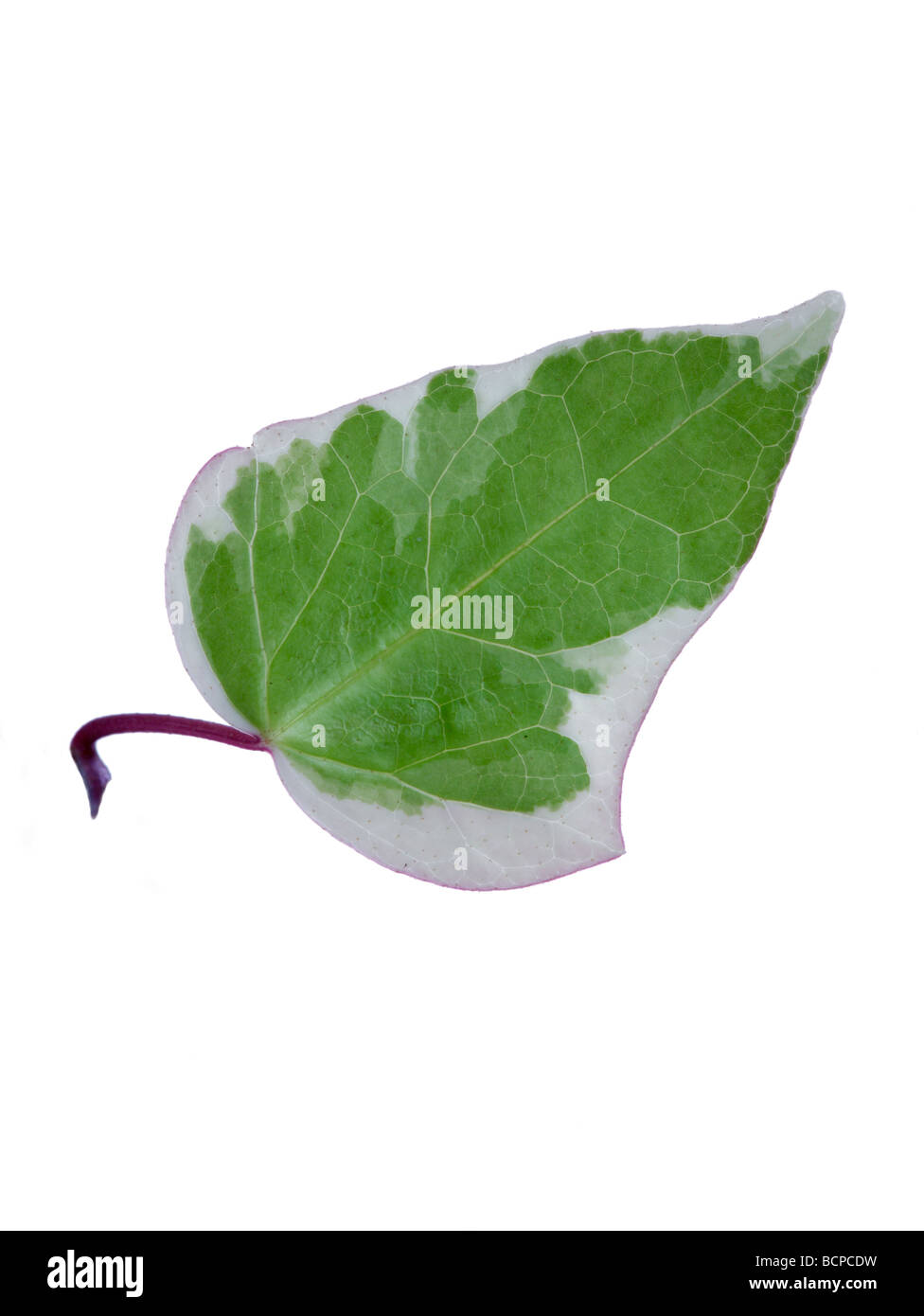 variegated Ivy leaf Stock Photo