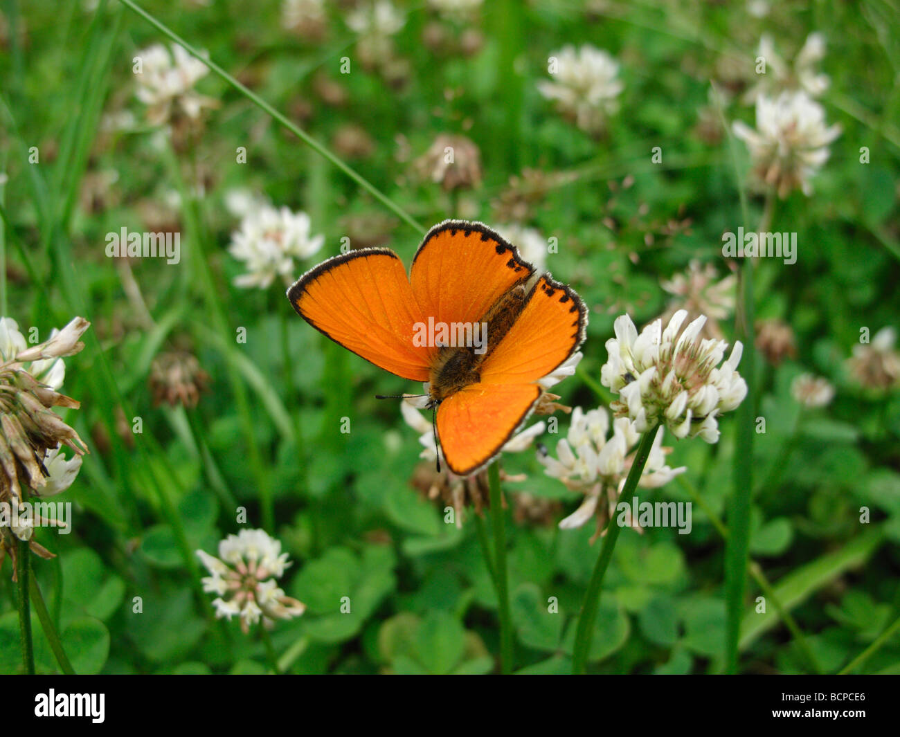 A male Scarce Copper (Lycaena virgaureae) on clover. This was taken in the Czech Republic. Stock Photo
