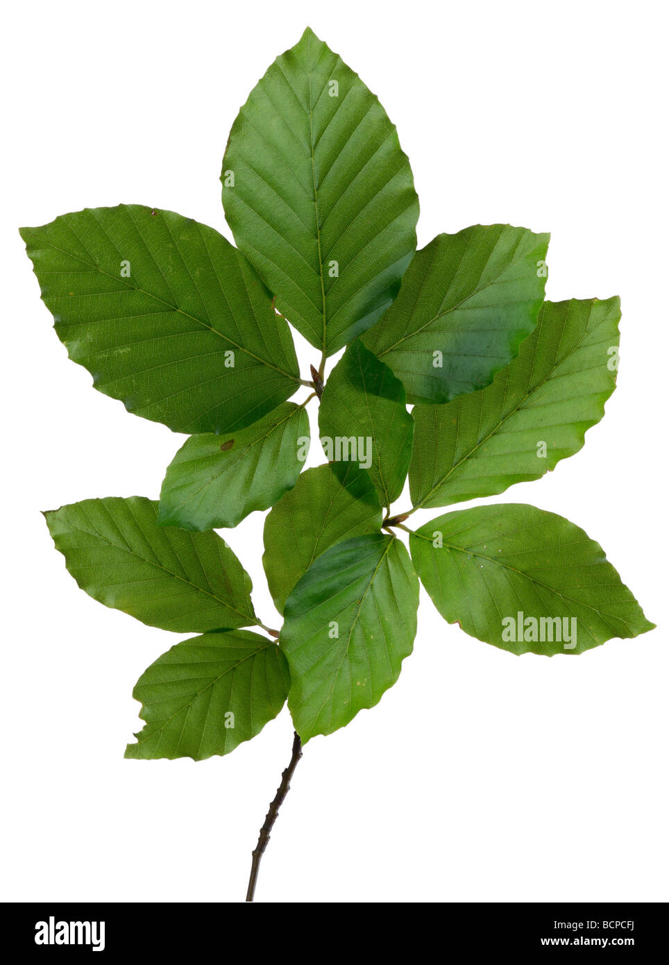 Fresh beech leaves Fagus sylvatica Stock Photo