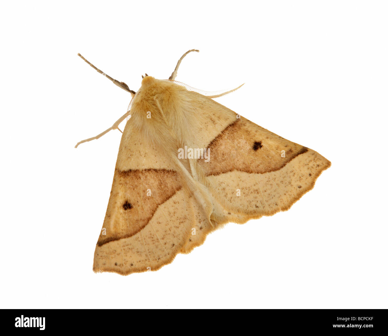 Scalloped Oak Crocallis elinguaria moth Stock Photo