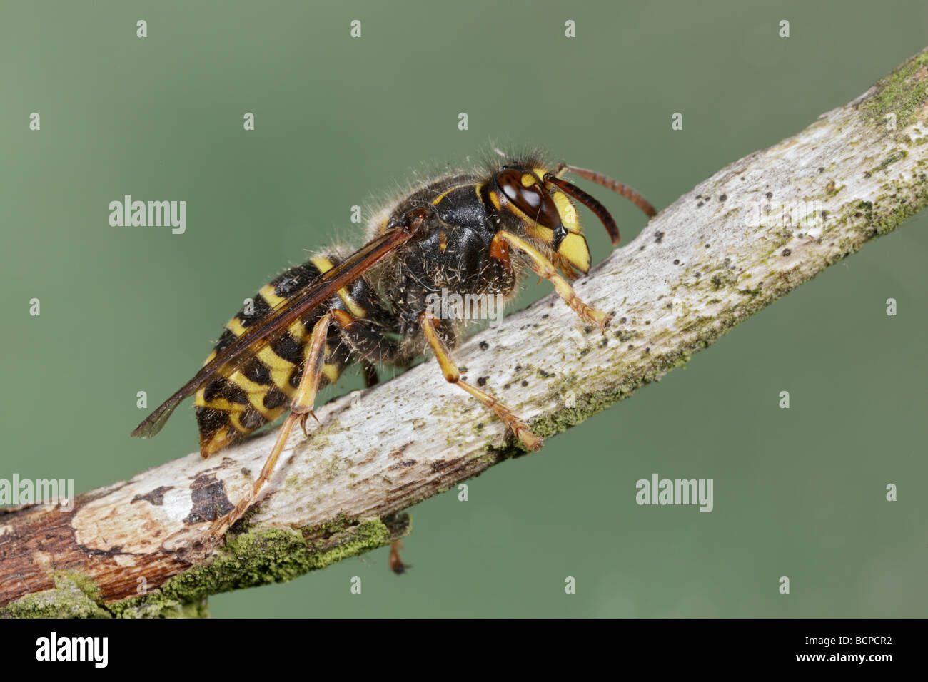 Saxon Wasp Dolichovespula saxonica Stock Photo