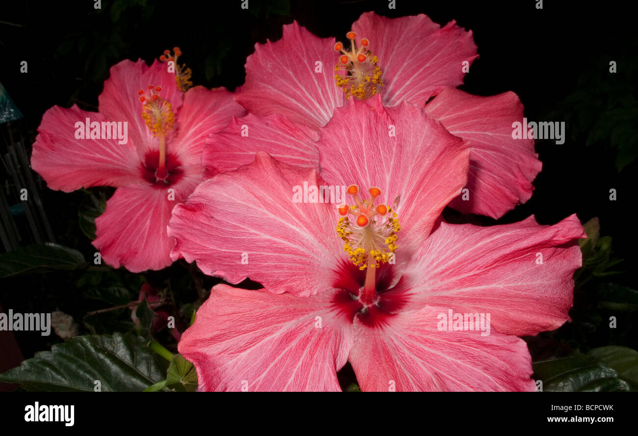 Tropical hibiscus pink hi-res stock photography and images - Alamy