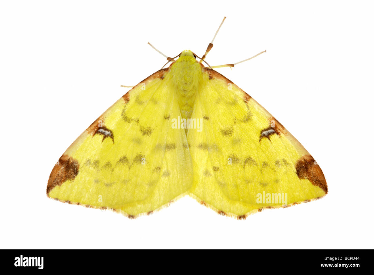 Brimstone Moth Opisthograptis luteolata Stock Photo