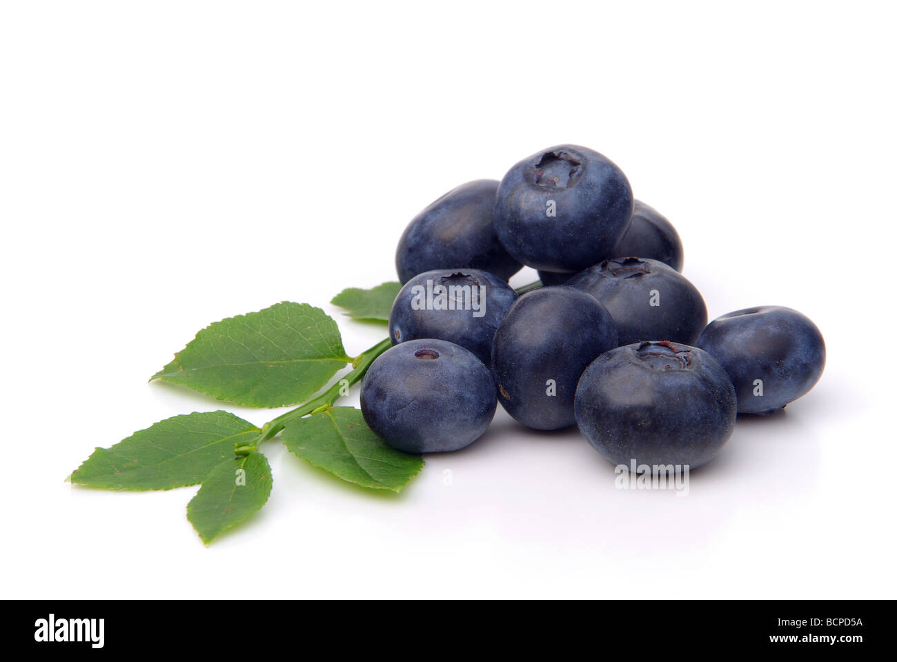 Heidelbeere blueberry 01 Stock Photo