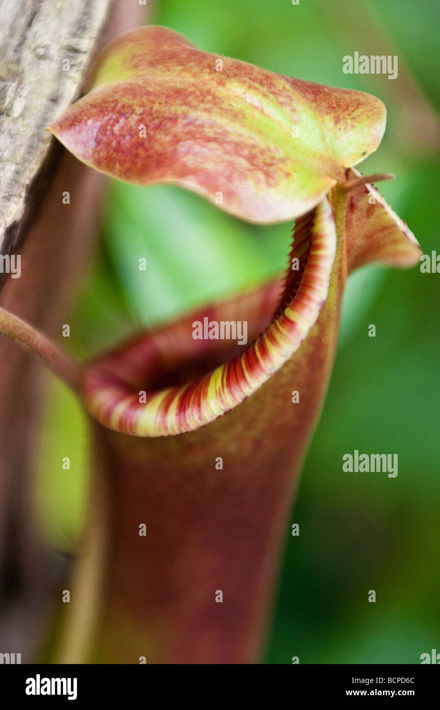 Pitcher Plant Nepenthes thorelii x mirabilis Stock Photo