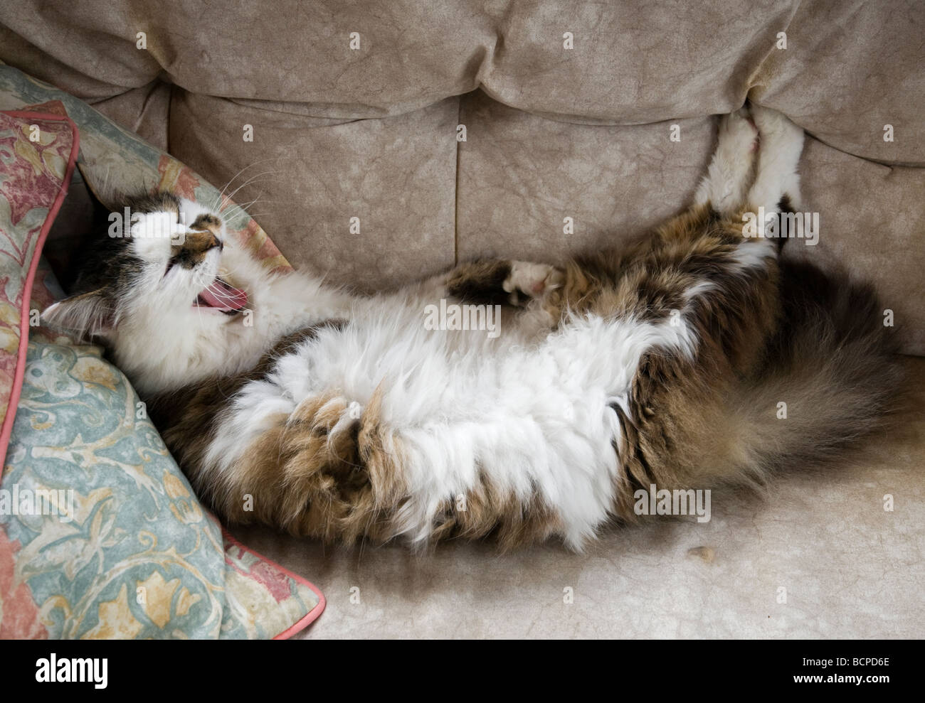 A hairy domestic cat reclining on a chair, yawning. Stock Photo