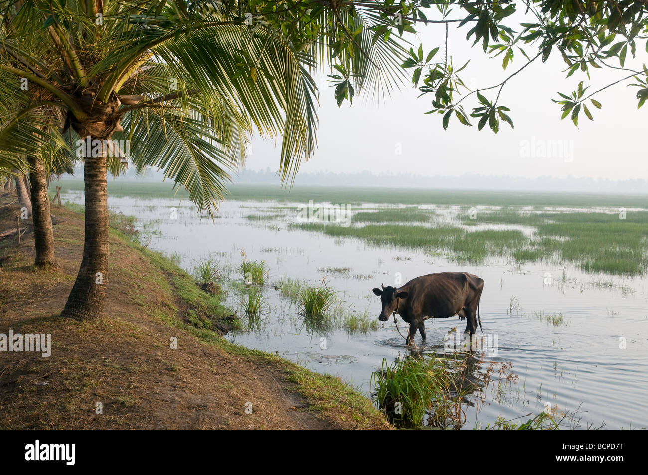 Tethered cow standing in water of the rice field  in the Backwaters of Kerala, Southern India, India Stock Photo