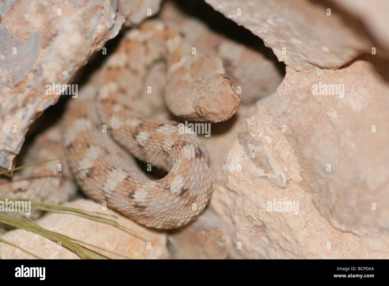 Painted carpet viper hi-res stock photography and images - Alamy