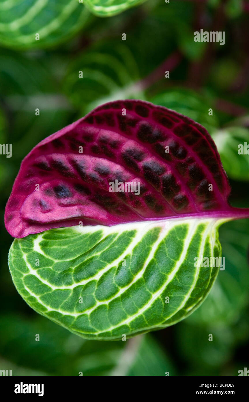 Red and green leaf Stock Photo