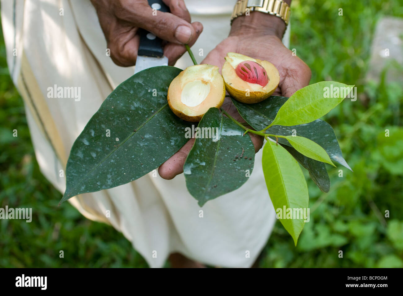 Showing Mace with the nutmeg inside and the dark green overgreen leaf