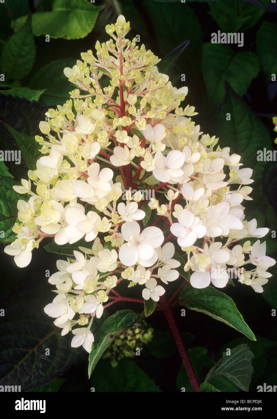 Hydrangea paniculata 'Vanille Fraise' white flower flowers garden plant plants Stock Photo