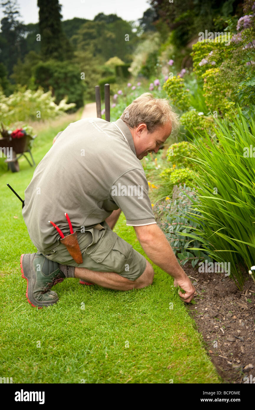 A male gardener working tidying flowerbed in the gardens at the National Trust property Powis Castle welshpool Powys WALES UK Stock Photo