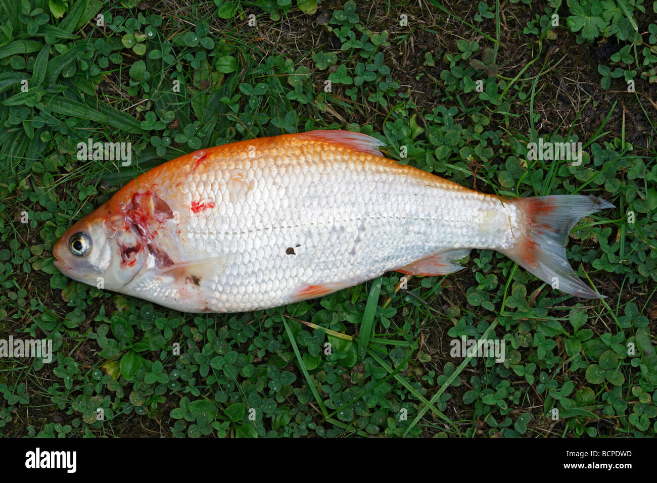 Dead Goldfish with signs of Heron Ardea cinerea attack Stock Photo