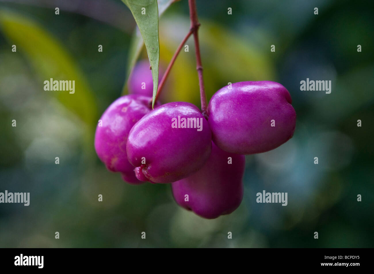Australian cherries or Lilly Pilly Stock Photo