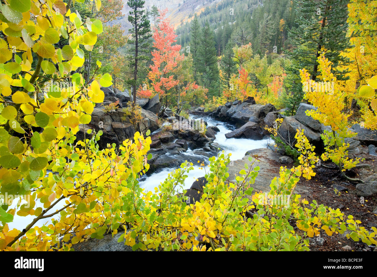 South fork Creek with fall colored aspens Inyo National Forest