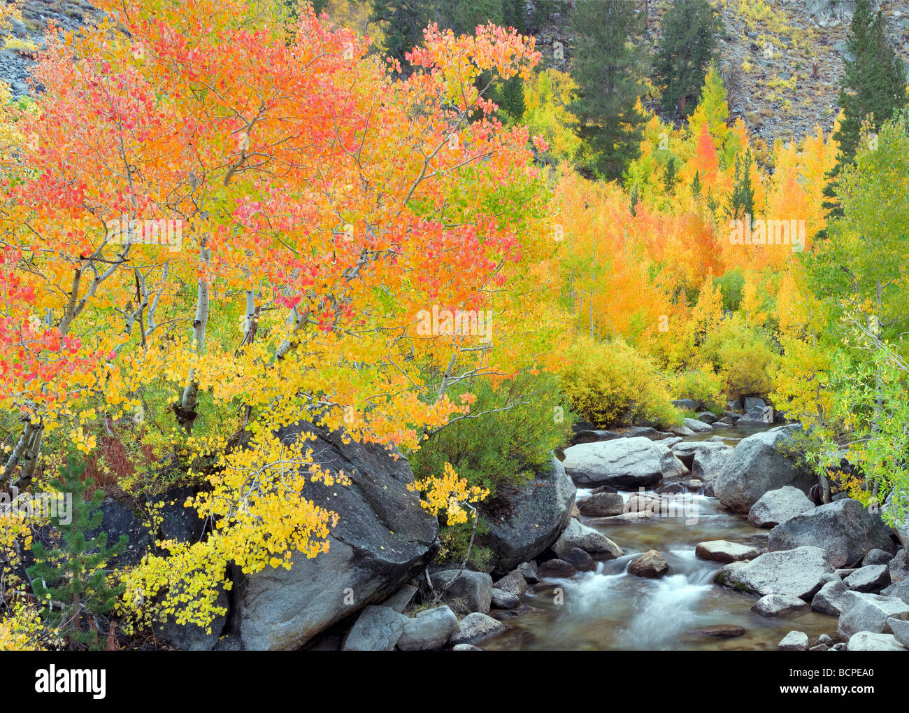 South fork Creek with fall colored aspens Inyo National Forest