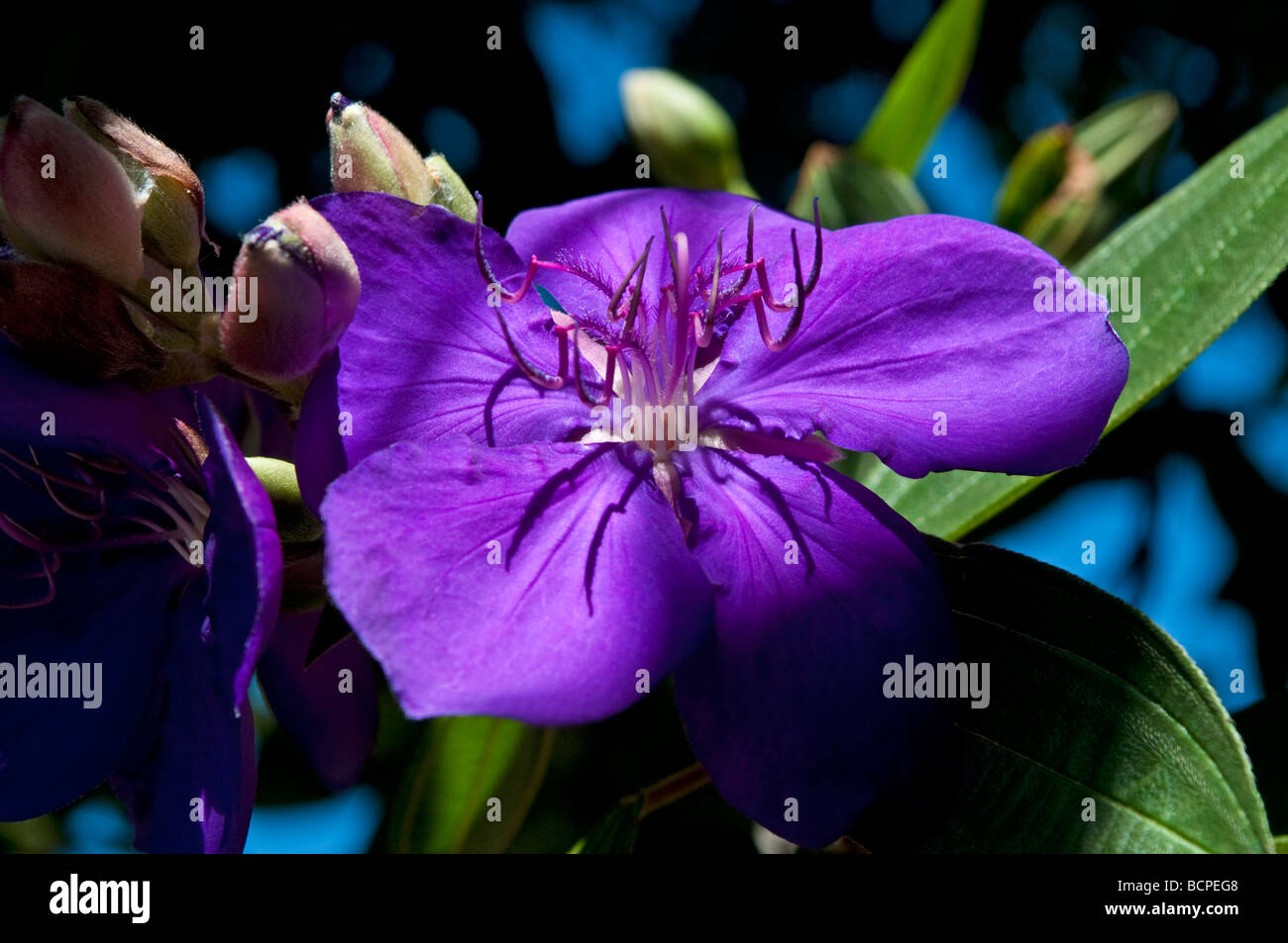 Purple Tibuchina Flower Stock Photo - Alamy