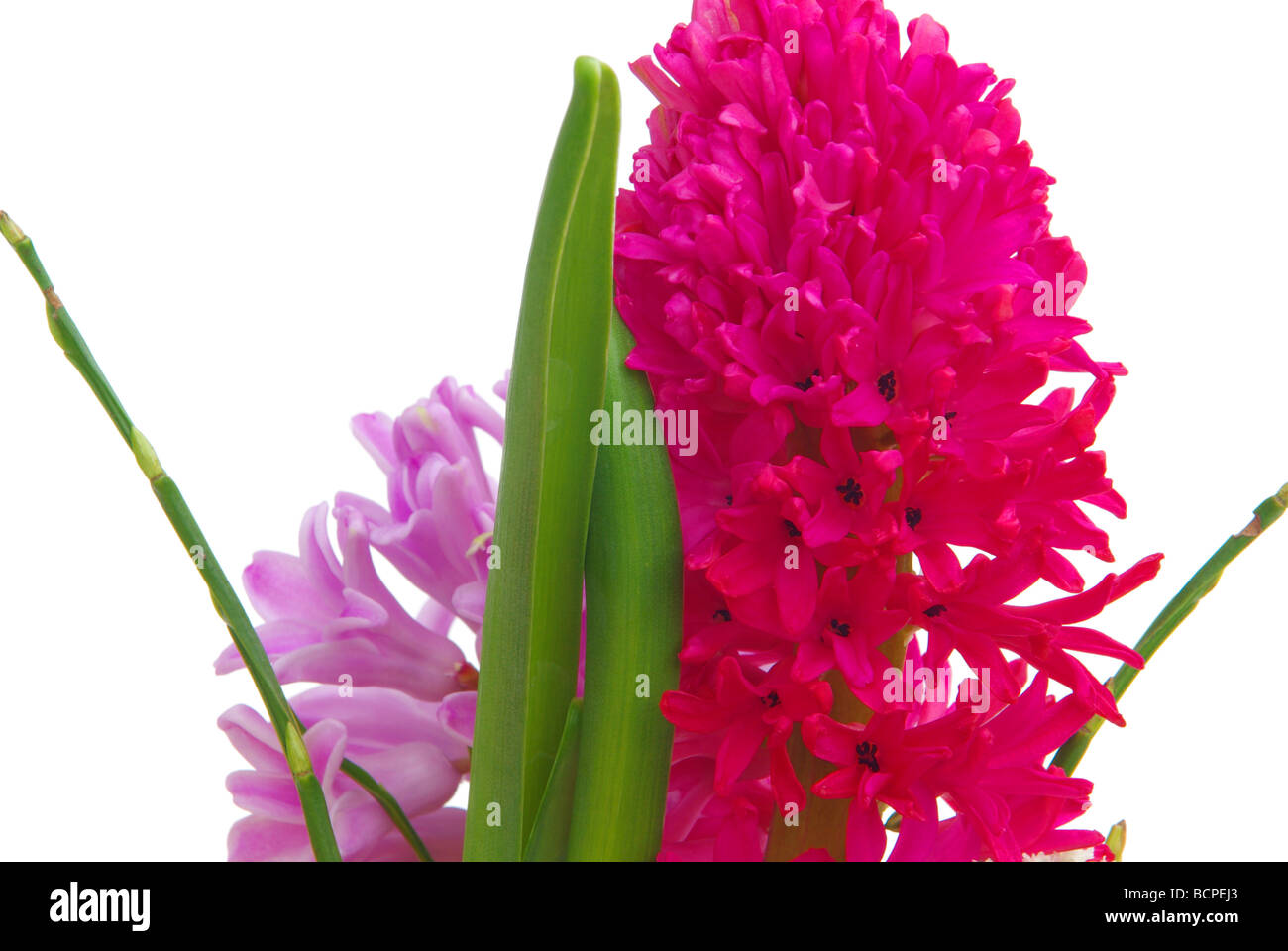 Hyazinthe hyacinth 06 Stock Photo