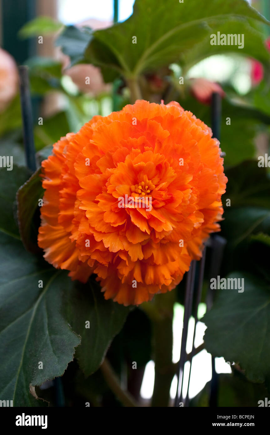 Begonia ORANGE FANTASY Stock Photo