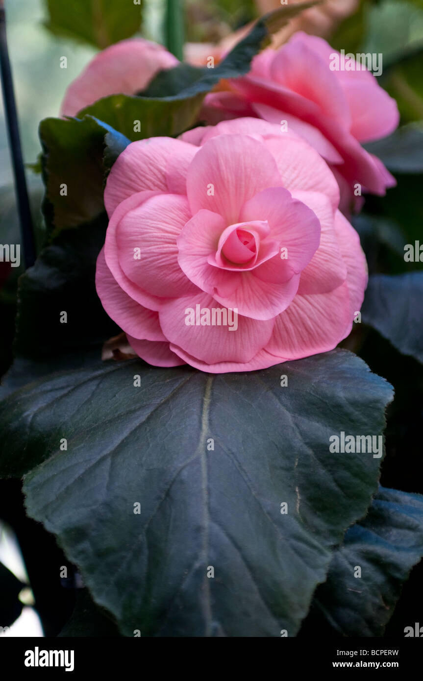 Begonia VENUS Stock Photo