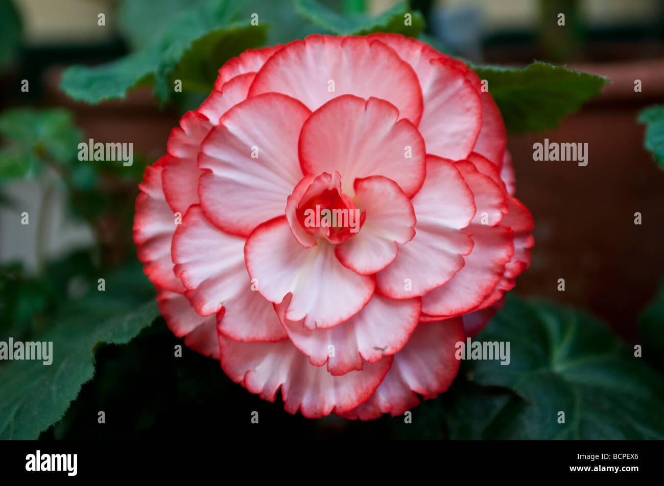 Begonia SPANISH LADY Stock Photo Alamy