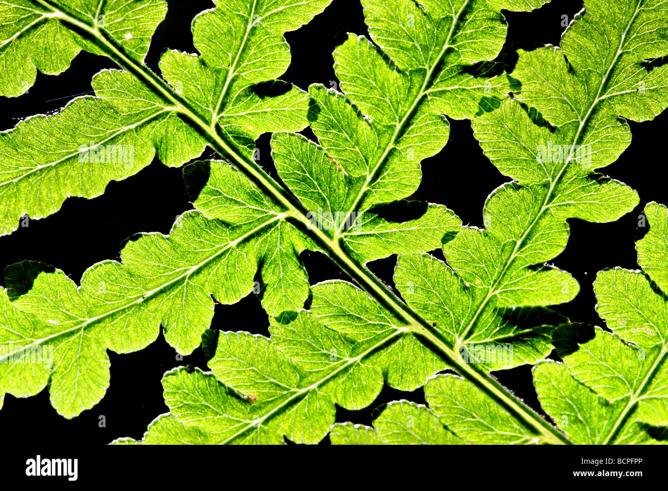 macro image of a fern Stock Photo