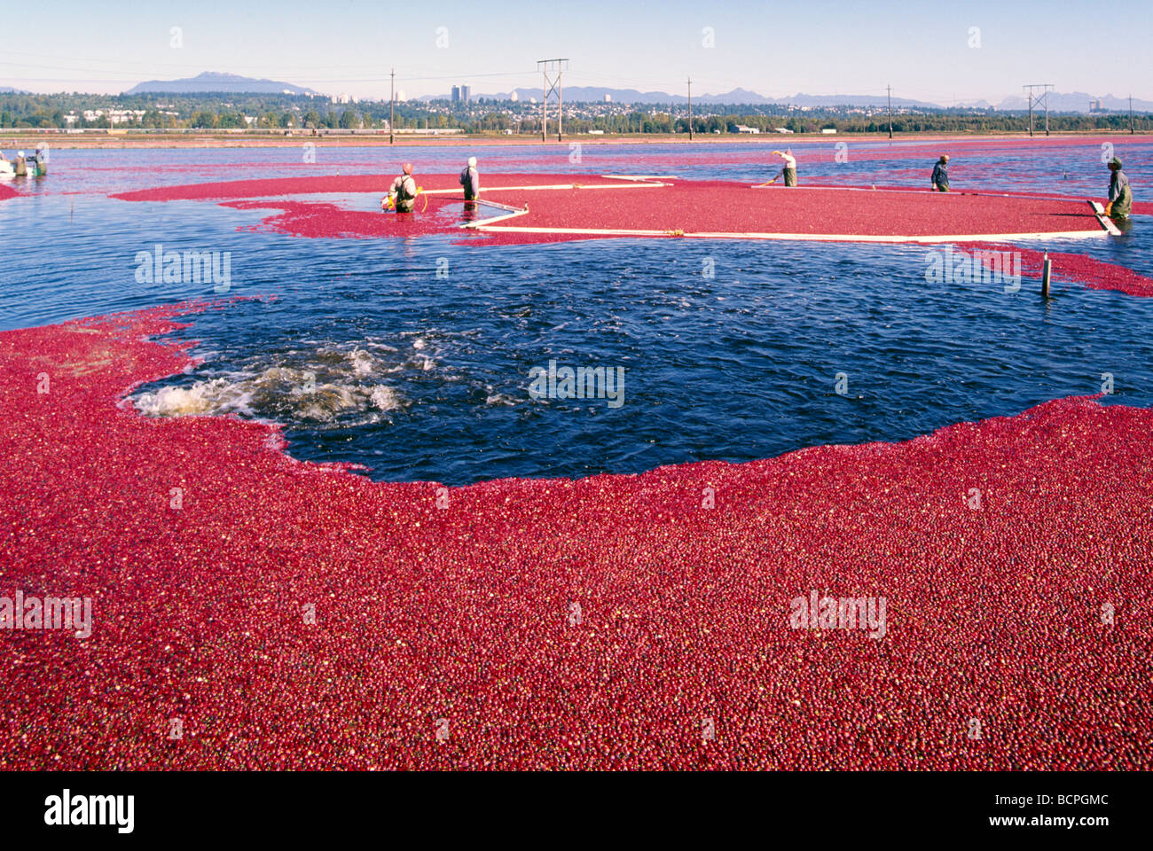 Workers harvesting Cranberries with a Bog Boom in a Flooded Field on a
