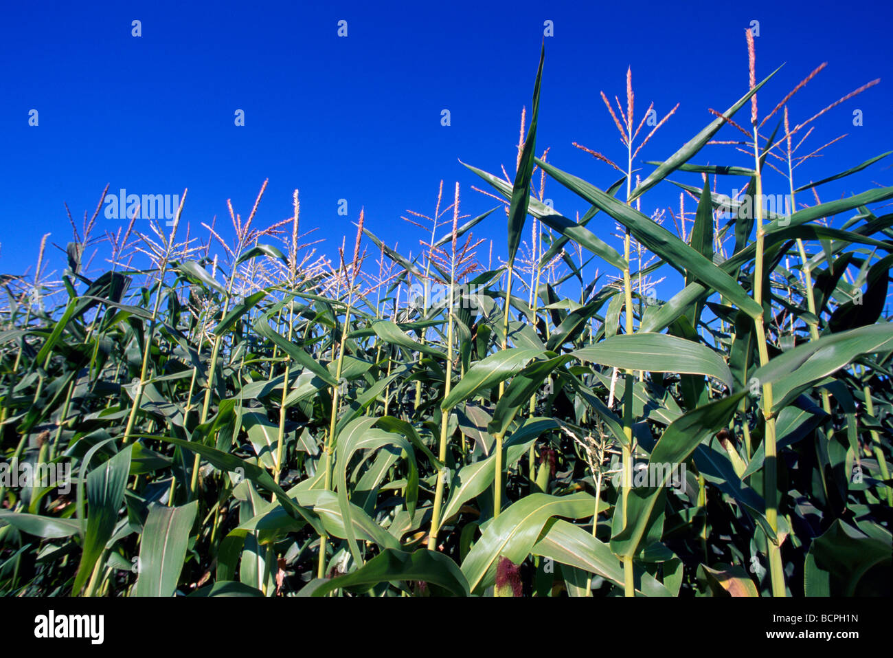 Corn Stalks in Corn Field on Farm near Abbotsford and Chilliwack in the Fraser Valley British
