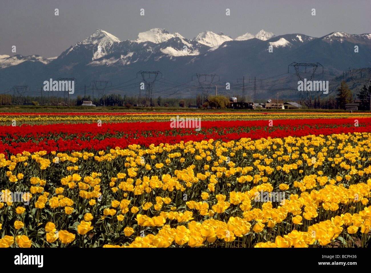 Tulips in Bloom in Field at Tulip Bulb Farm near Abbotsford and