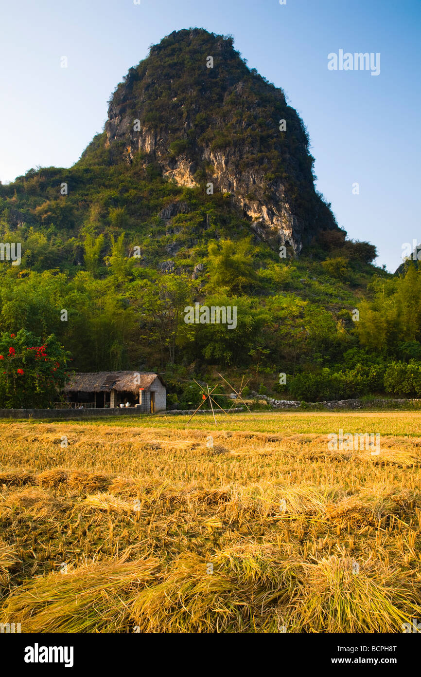 China Guangxi Zhuang Autonomous Region Yangshuo County Agriculture