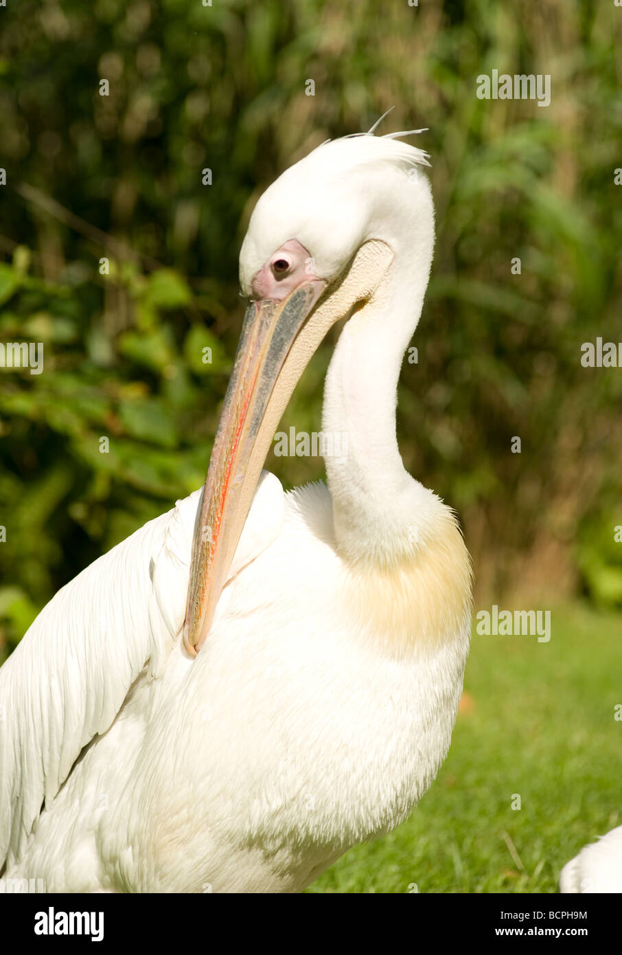 White Pelican, (Pelecanus onocrotalus) Stock Photo