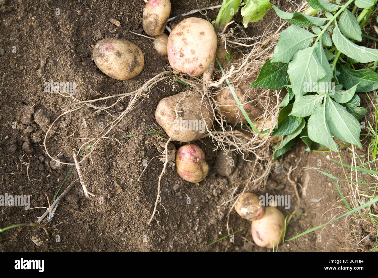 Potato plant with potatoes and roots in soil Stock Photo 25083020 Alamy