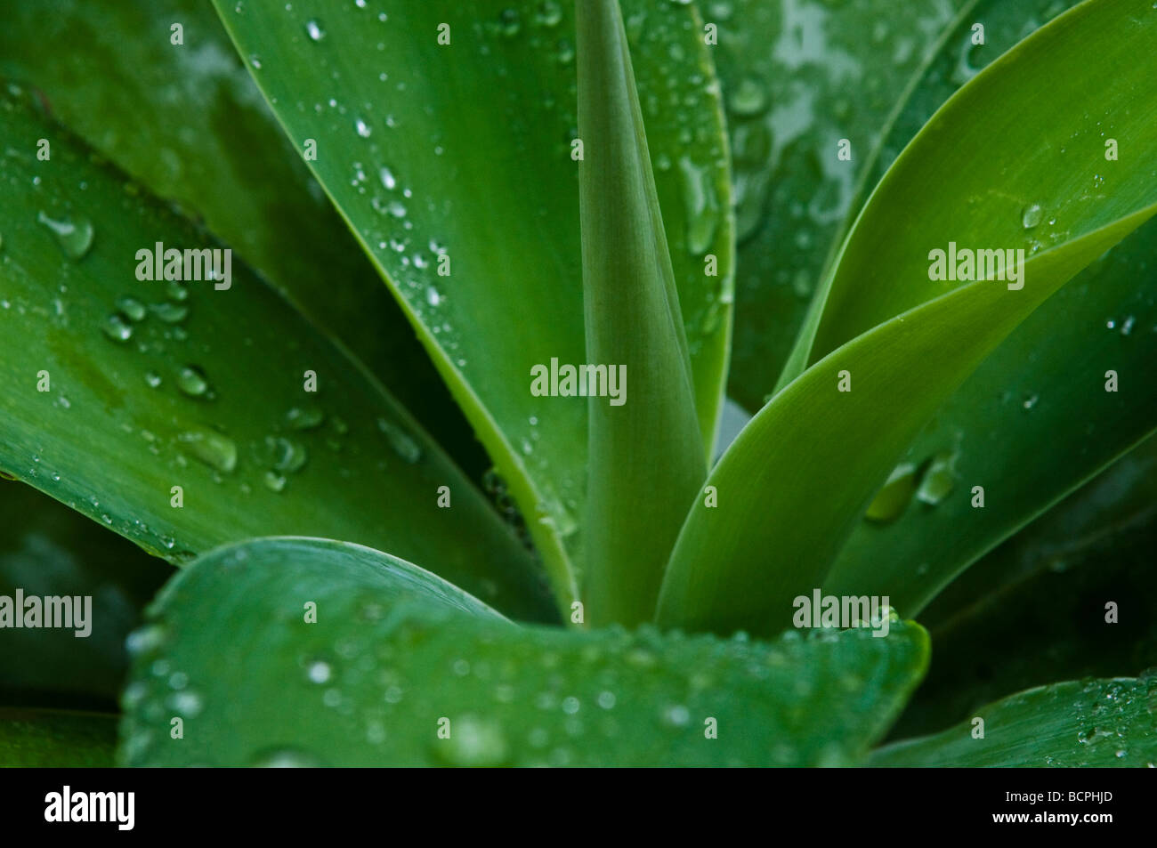 Agave with droplets of rain Stock Photo