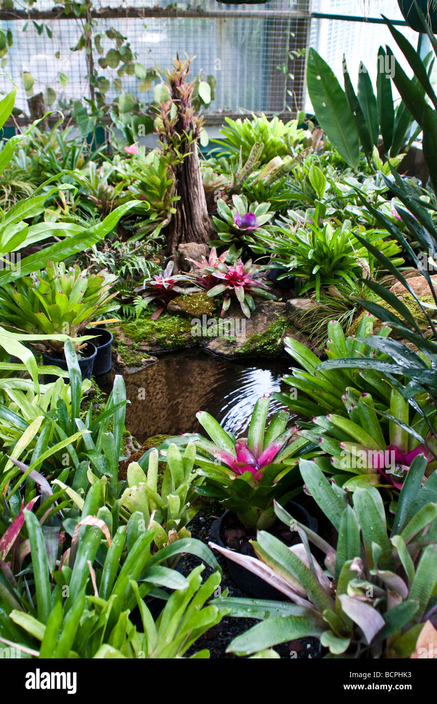 Bromeliads in a glass house Stock Photo