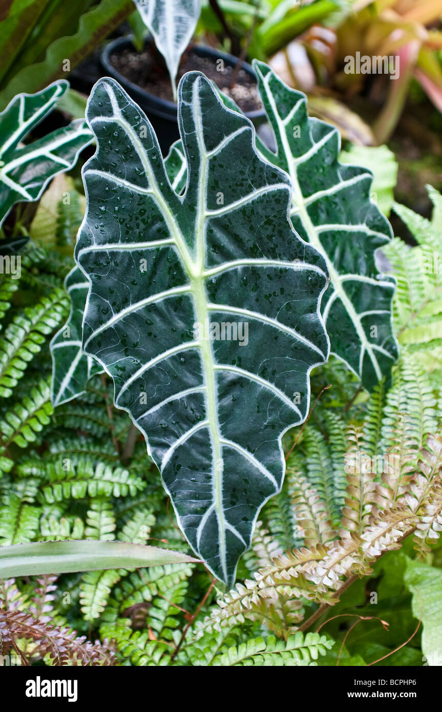 fig leaf plant fiddle leaf fig artificial tree|fiddle leaf fig tree artificial|artificial  fig trees|artificial fig tree|artificial fiddle leaf fig tree|fig tree faux  – Palm Bungalow main image 0