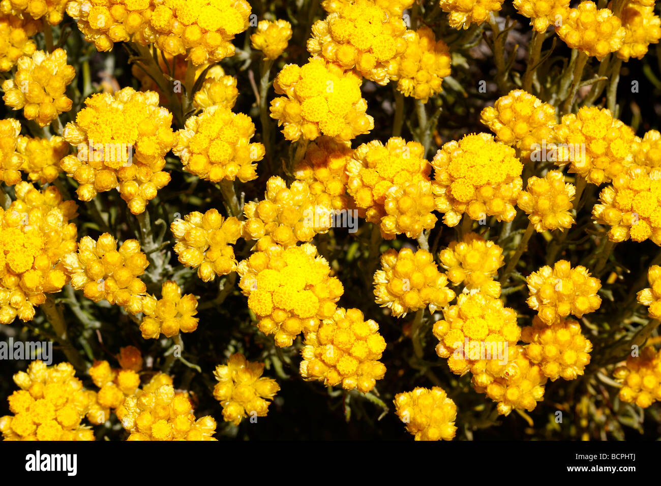 Everlasting flowers Helichrysum stoechas Alicante Spain Stock Photo