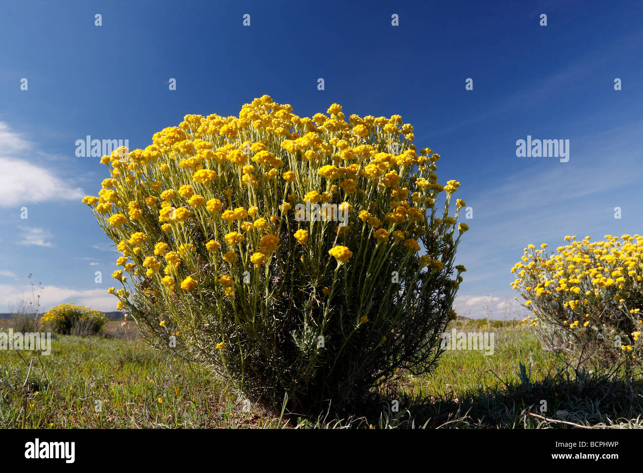 Everlasting flowering plants Helichrysum stoechas Alicante Spain Stock Photo