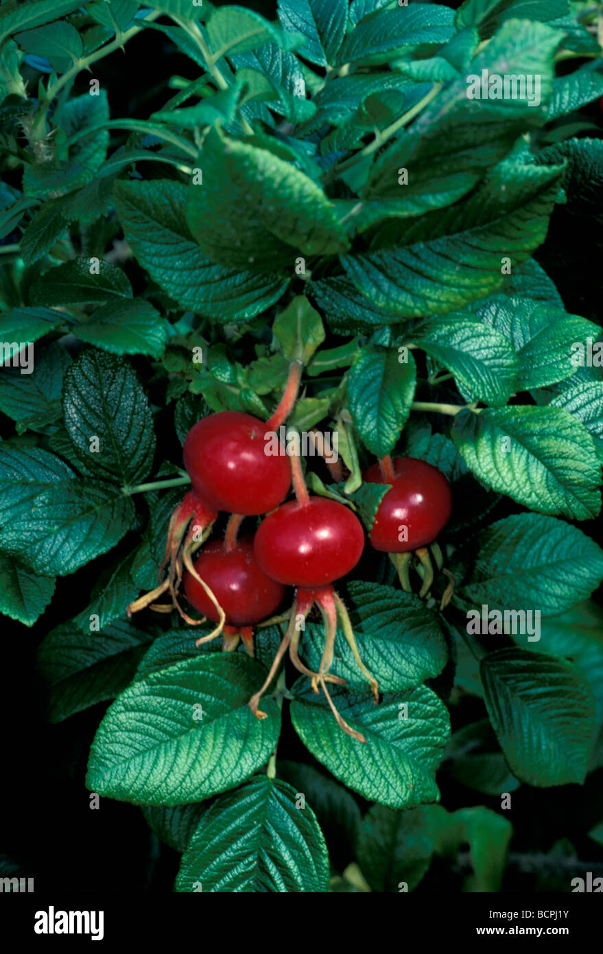 Delicate rose cluster hi-res stock photography and images - Alamy