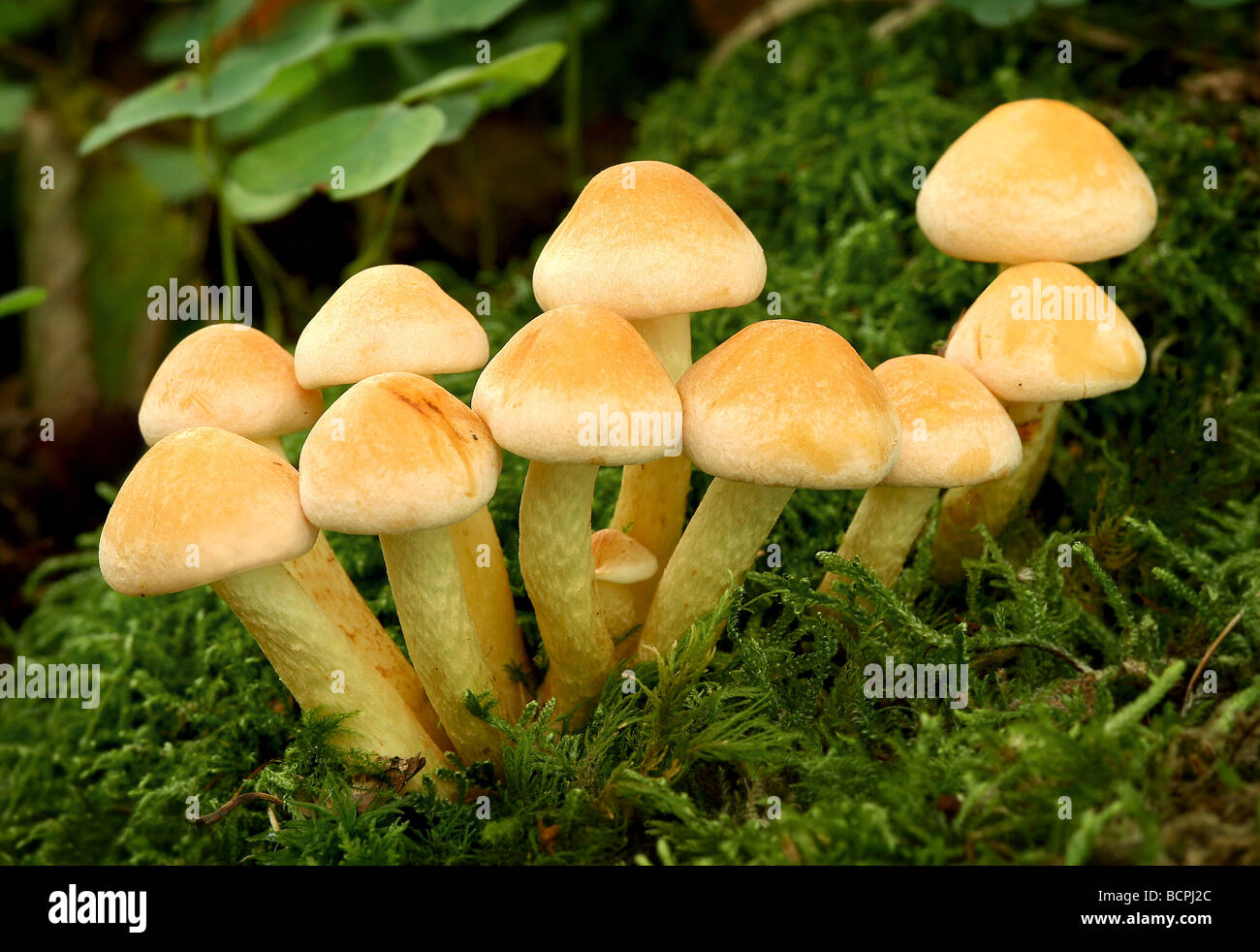 Sulphur Tuft (Hypholoma fasiculare) growing from the base of a moss covered tree Stock Photo