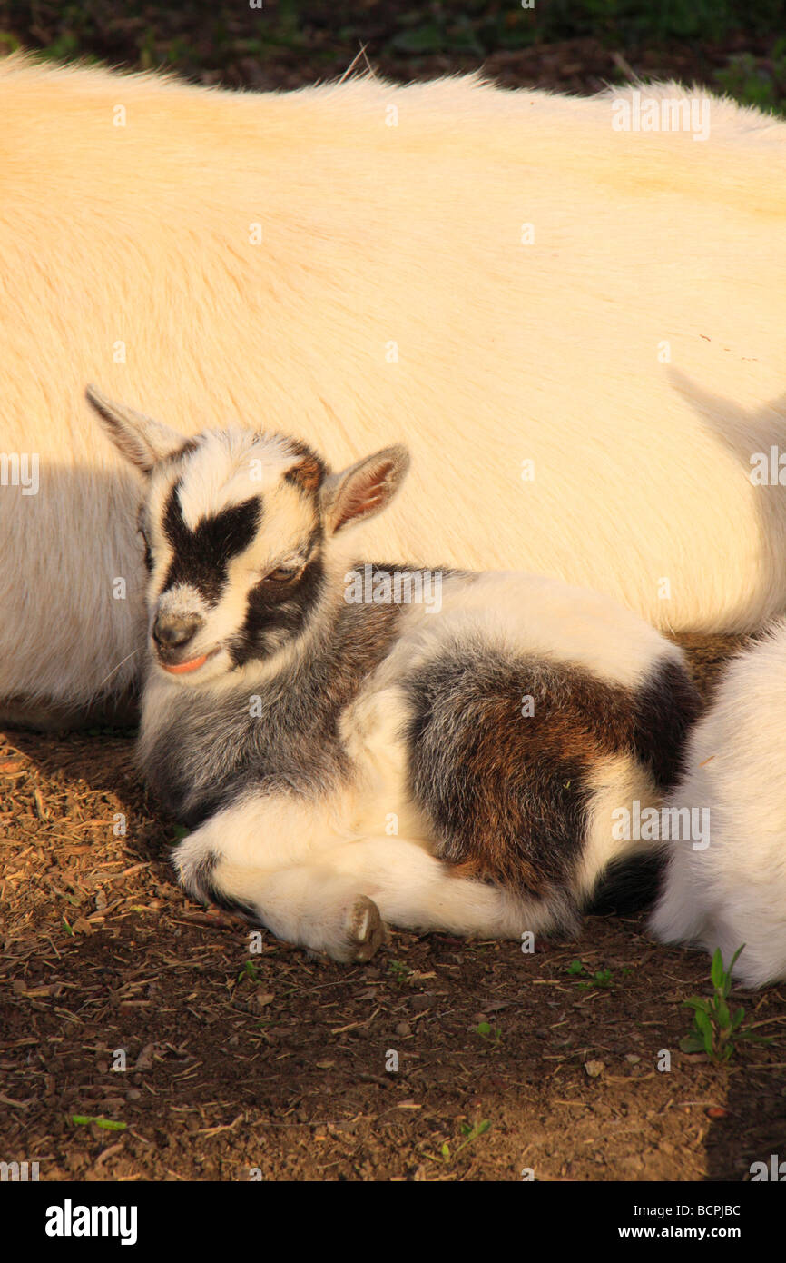 Farm goats at Old Fort Harrod State Park Harrodsburg Kentucky Stock Photo