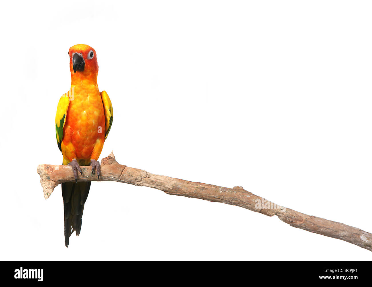 Sun Conure Parrot on a Branch With Copy Space on White Background for Easy Extraction Stock Photo