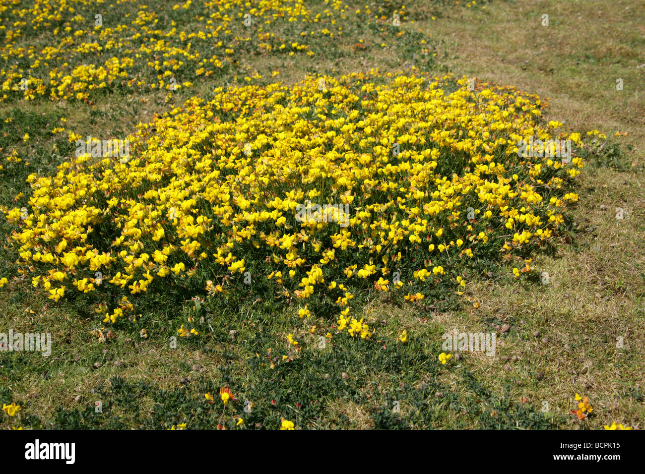 Birdsfoot Trefoil, Lotus corniculatus, Fabaceae Stock Photo