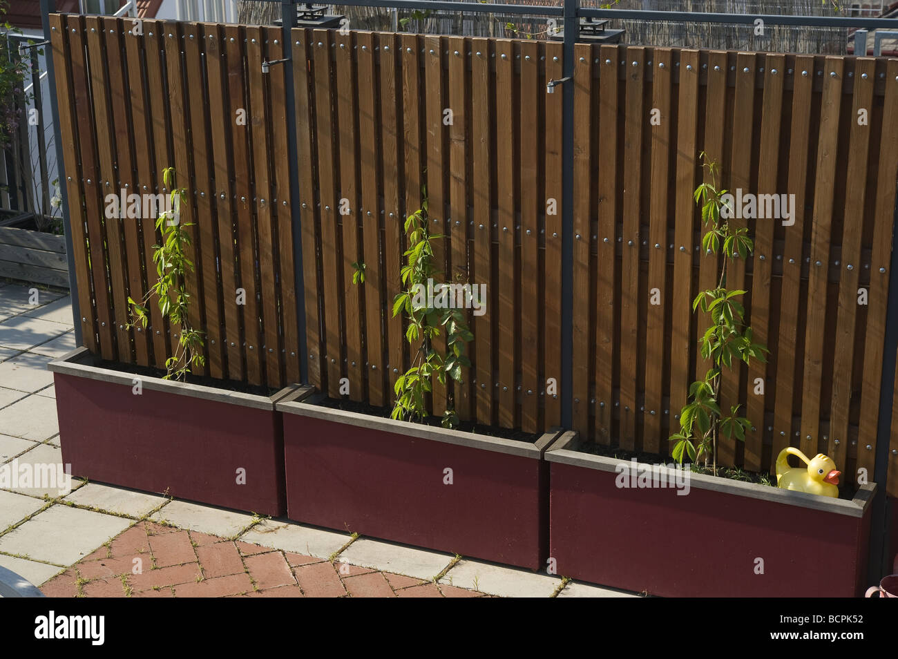 Wilder Wein Virginia Creeper Stock Photo