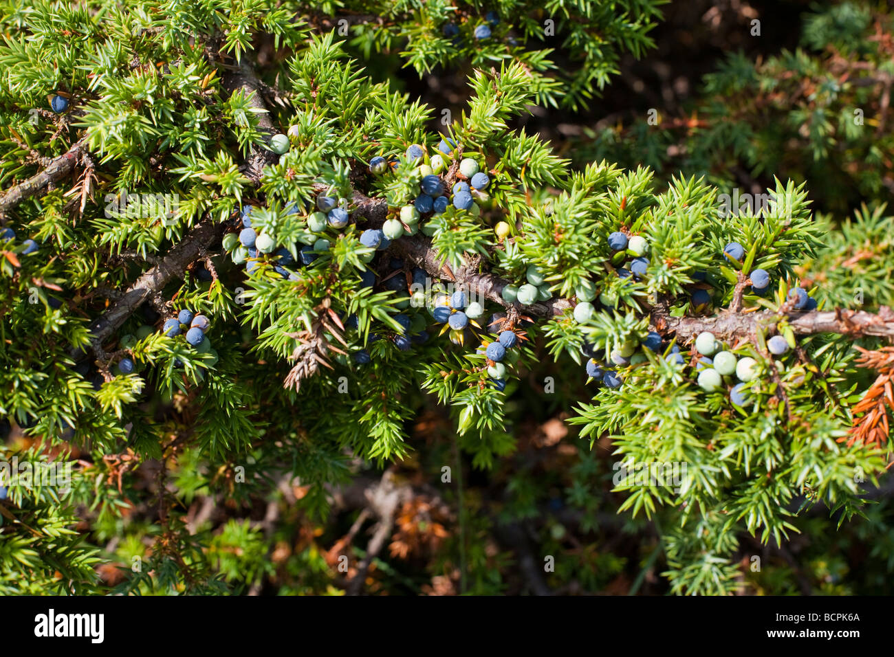 Juniper berries these berries are used for making Gin Stock Photo Alamy