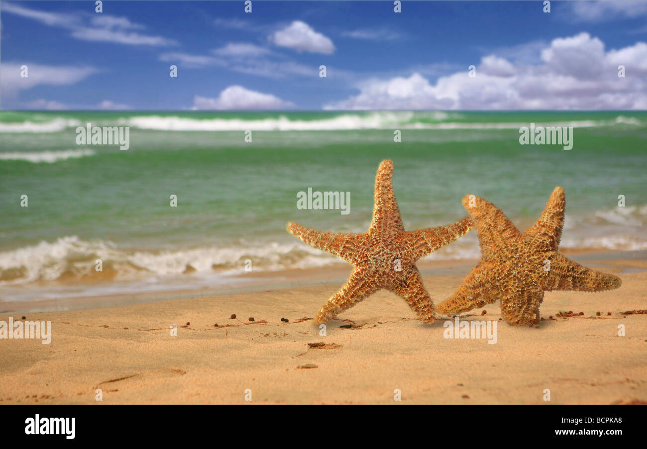 Huge starfish found walking in the surf on Texas beach