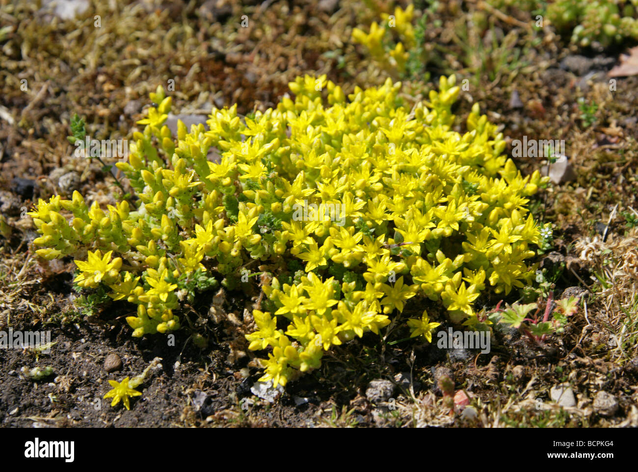 Biting Stonecrop aka Golden Carpet, Wall Pepper or Gold Moss, Sedum acre, Crassulaceae, Growing on Waste Ground Stock Photo