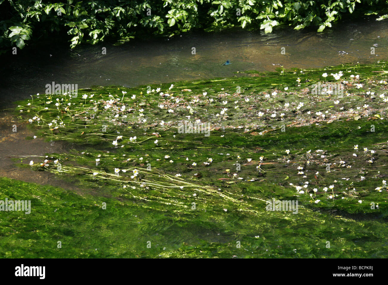 Chalk-stream Water Crowfoot, Ranunculus penicillatus, Ranunculaceae Stock Photo